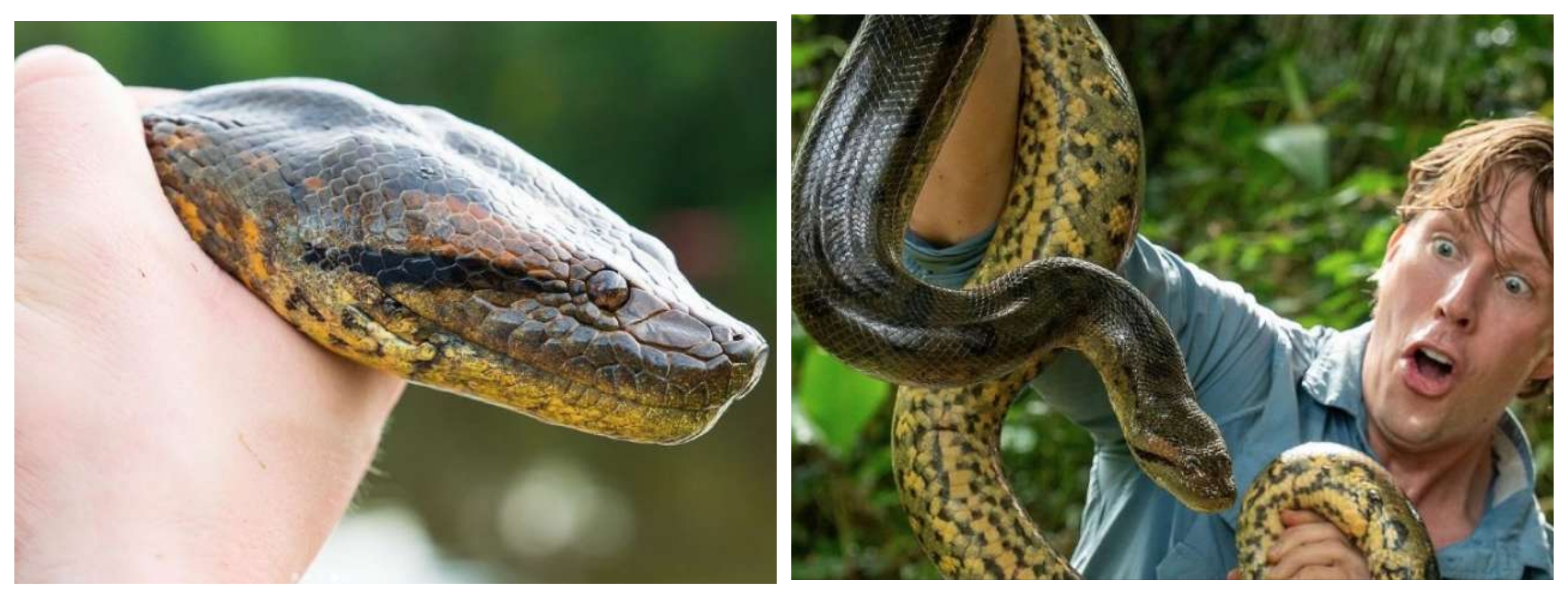 ANACONDA VERDE SETTENTRIONALE IL SERPENTE PIÙ GRANDE AL MONDO LUNGO 8 METRI E PESANTE OLTRE 200 CHILI