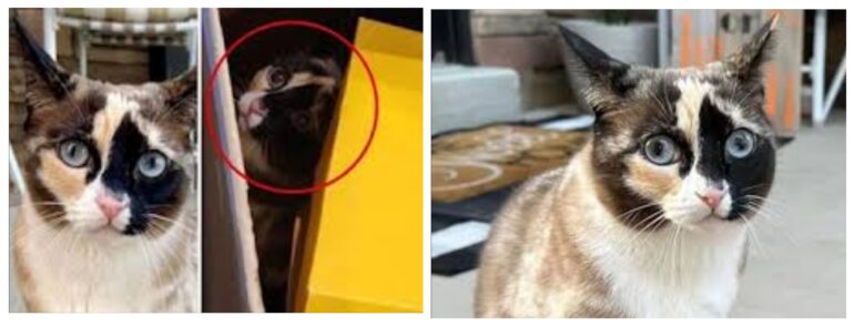 GATTO SCOMPARSO VIENE RITROVATO A 1500 KM DI DISTANZA DENTRO UN PACCO DI AMAZON