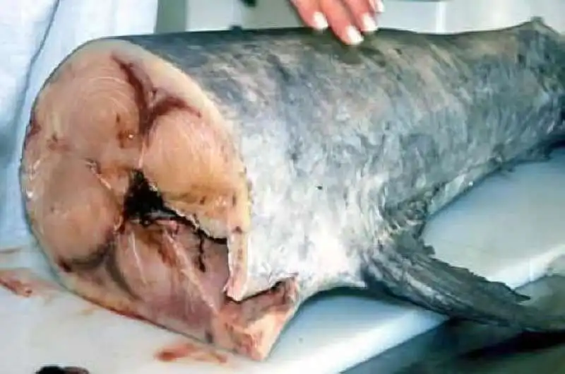 pesce_spada_